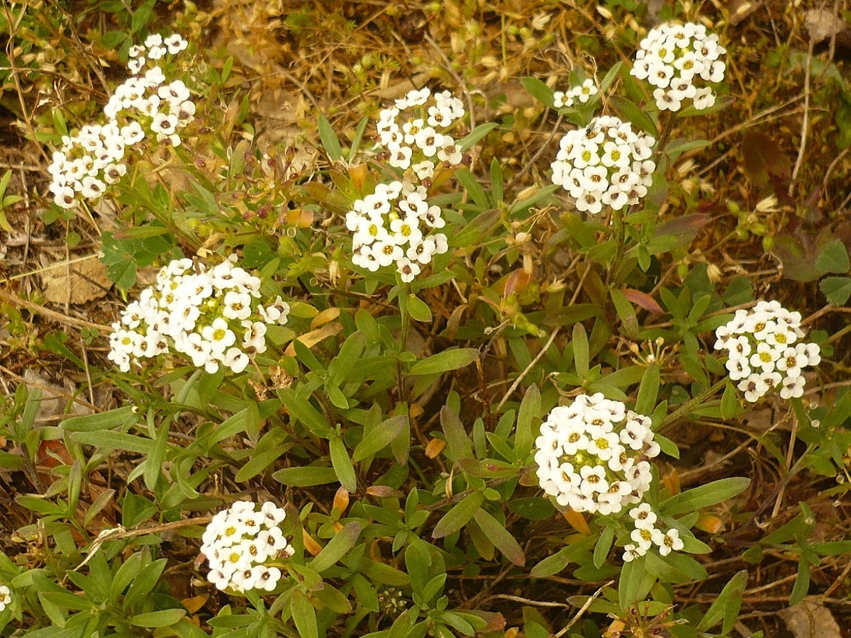 Lobularia maritima subsp. maritima (Brassicaceae)